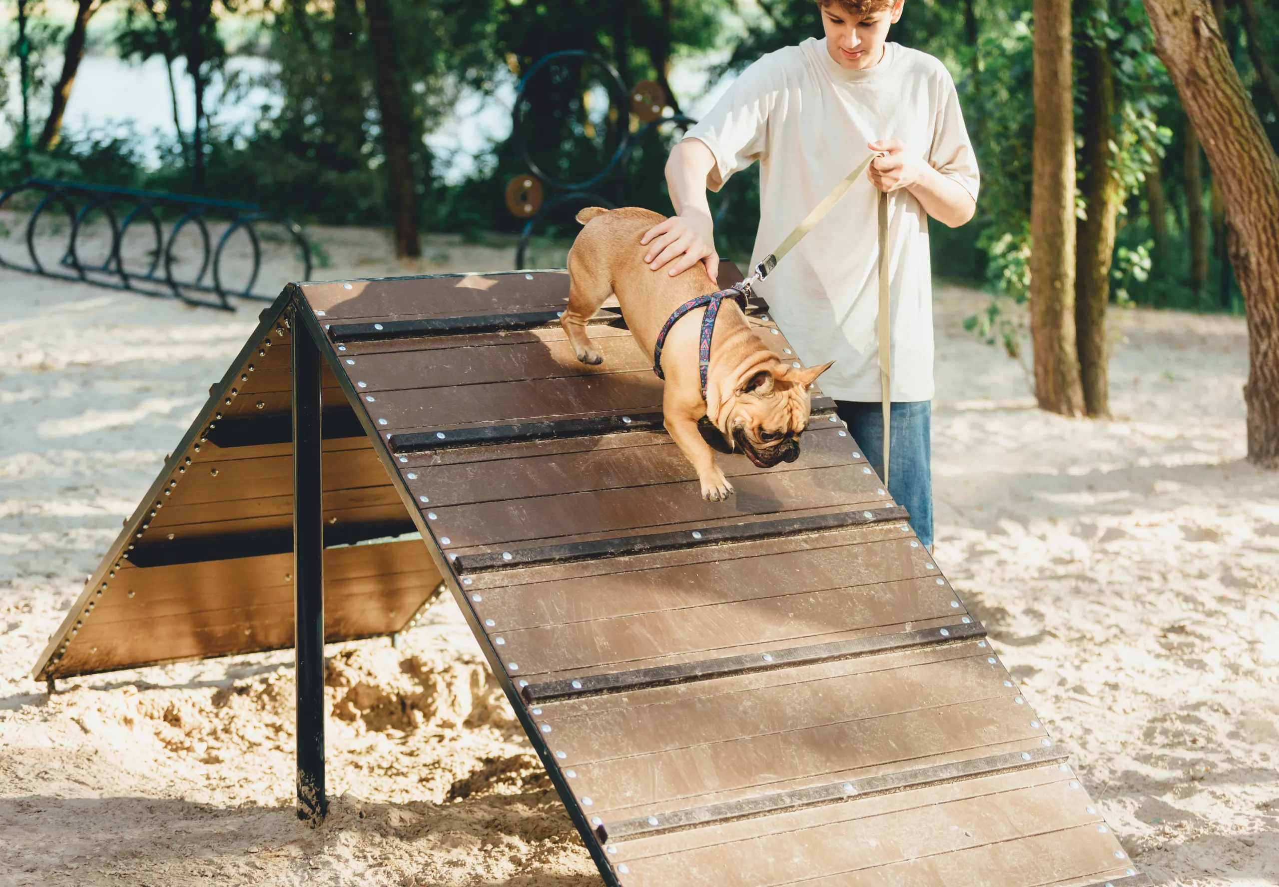 French Bulldog on ramp at dog park. his owner is standing beside him supporting he's back and holding the leash attached to his harness. The dog park is sandy and there is a pond with foliage in the background. There are also jumping hoops and a built-in tunnel for pups to explore in the background.